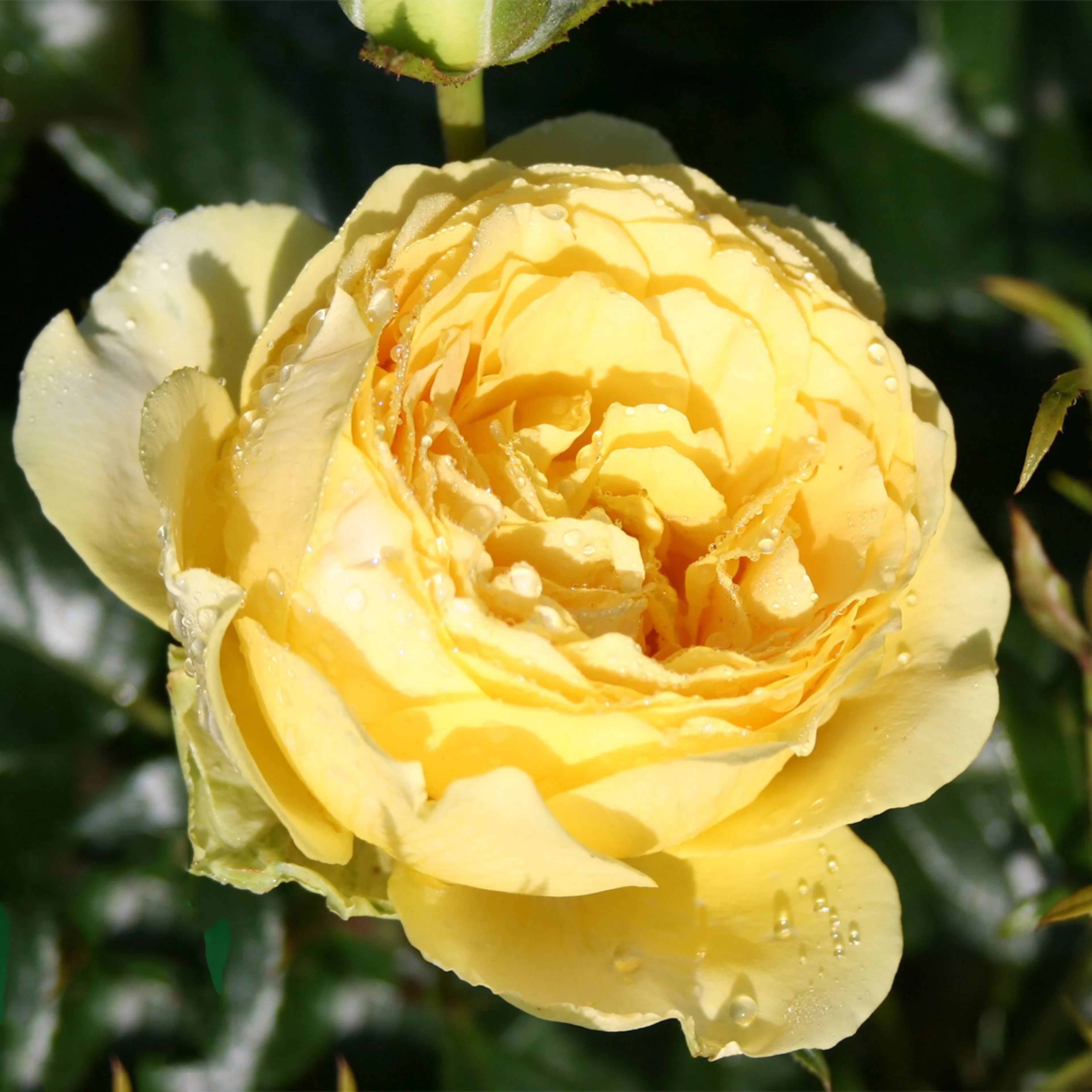 Rosa "Marselisborg", 1-pack 1-pack