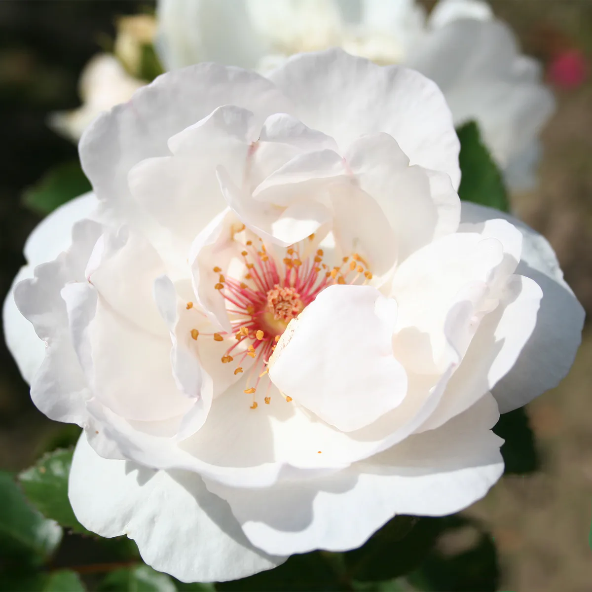 Storblommig Buskros Omnia Garden Jacqueline du Pré