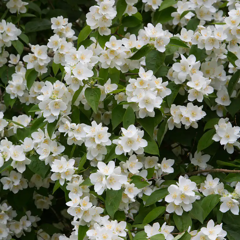 Prydnadsbuske Omnia Garden Doftschersmin