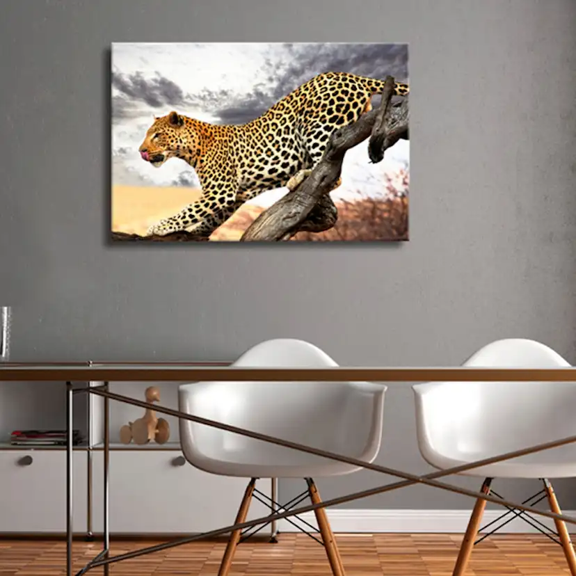 Tavla Arkiio Predatory Stare