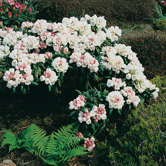 Rhododendron Koichiro Wada Omnia Garden 20-25 cm