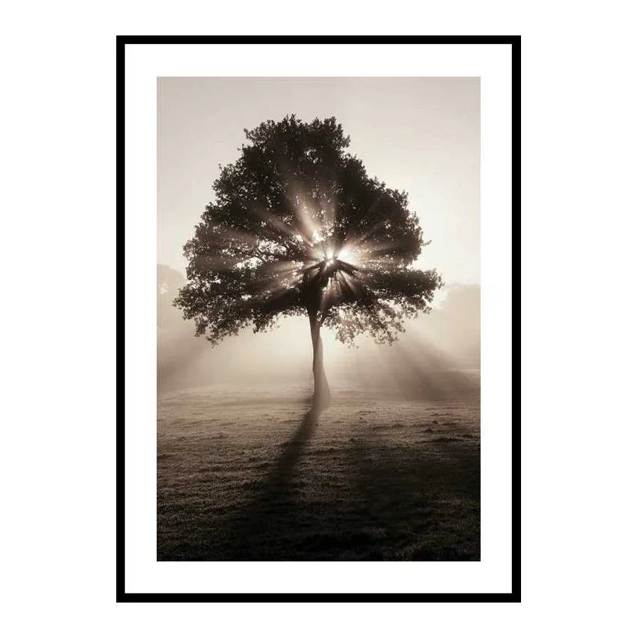 Poster Gallerix Tree In Sunrise