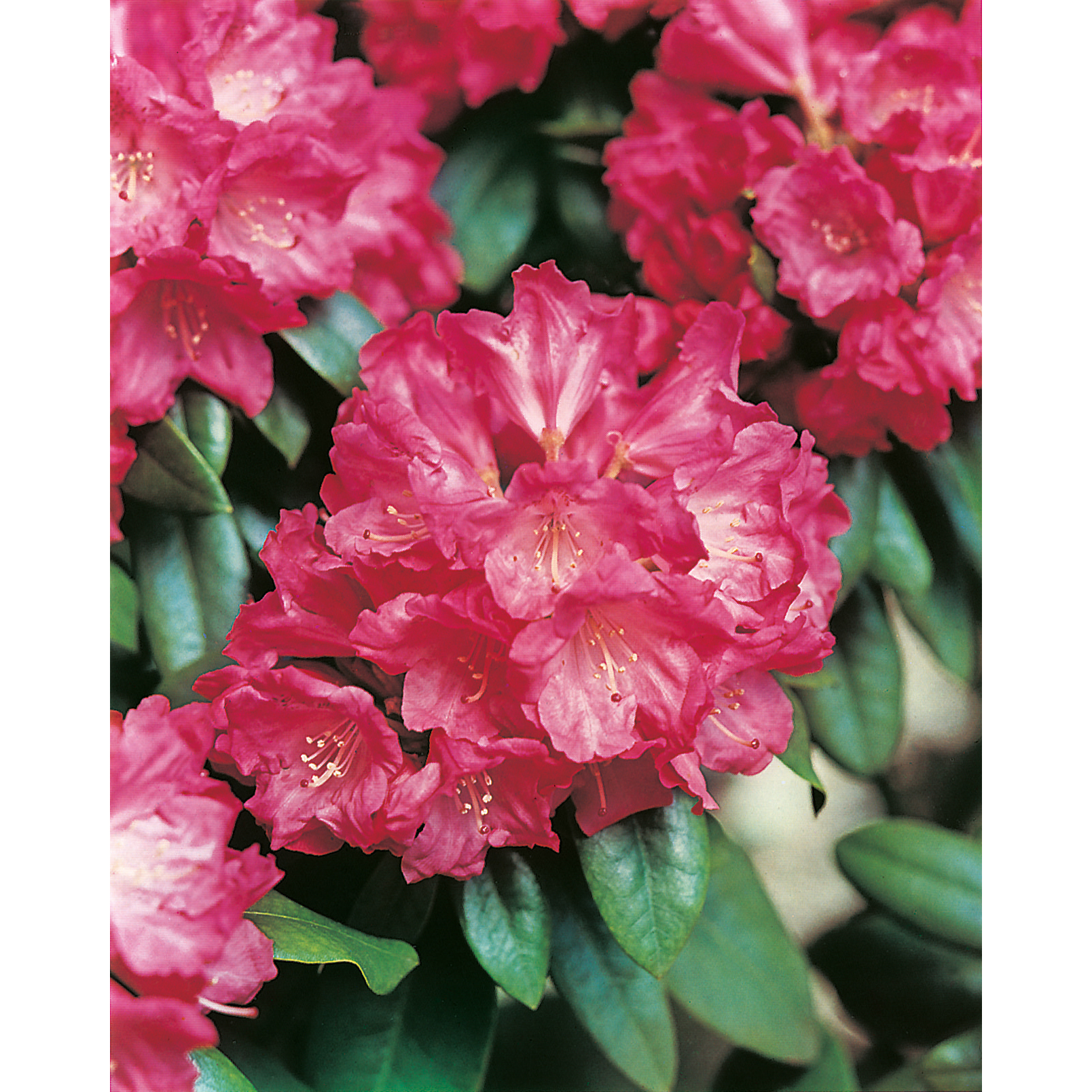 Rhododendron Omnia Garden Morgonrot 25-30 cm
