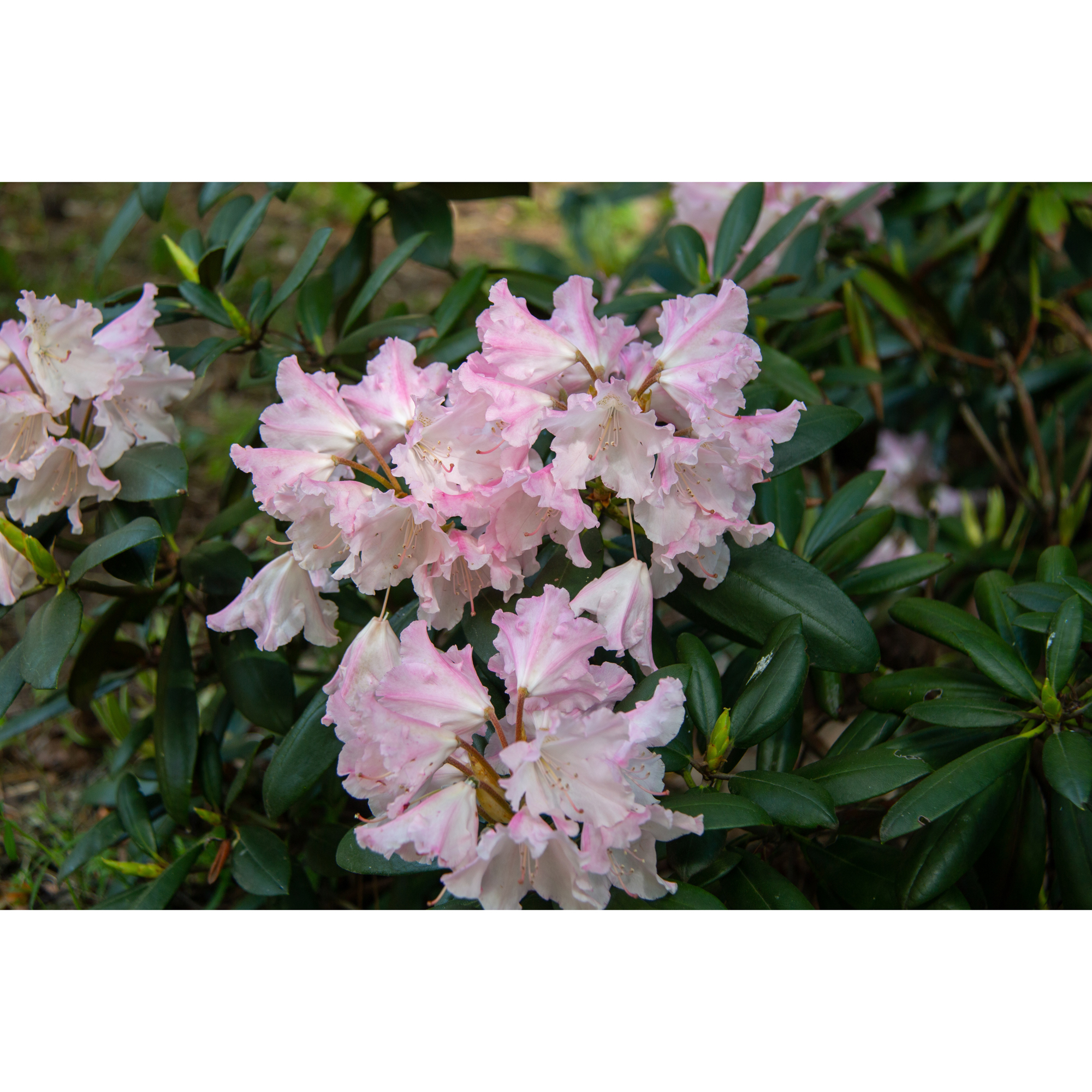 Rhododendron Omnia Garden Silberwolke 25-30 cm