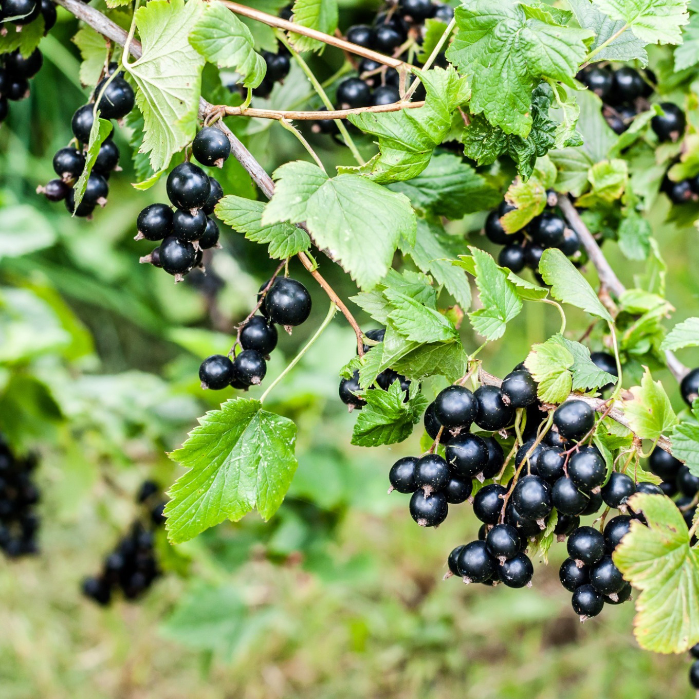 Bärbuske Omnia Garden Svart Vinbär Ribes Nigrum Öjebyn E