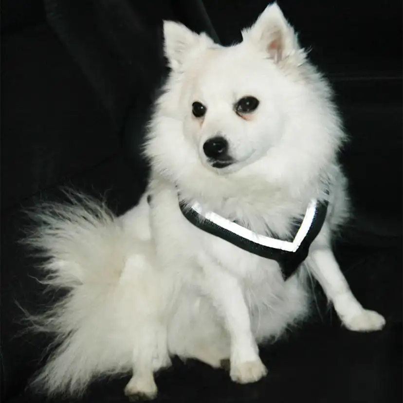 Hundsele MIM AllSafe S