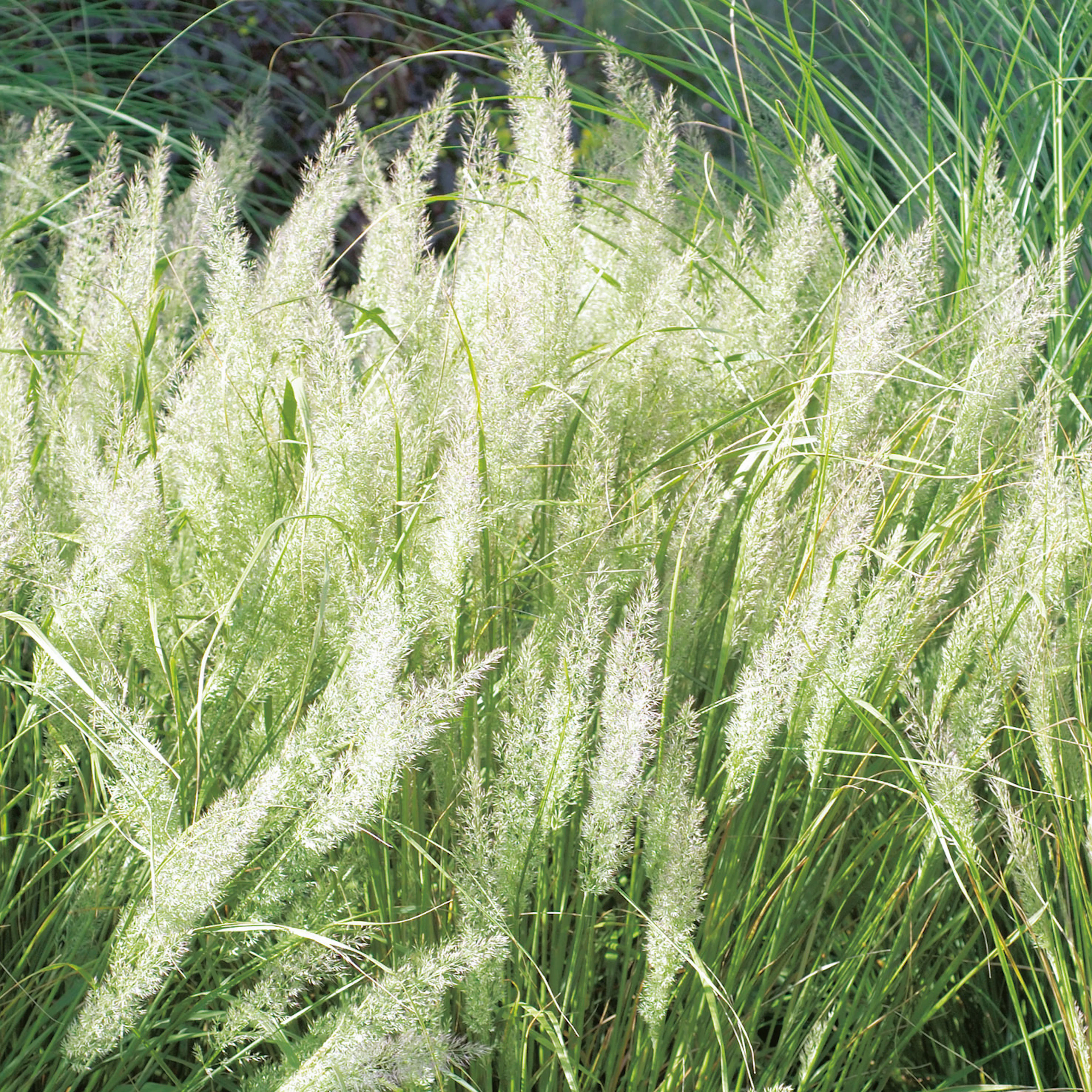 Prydnadsgräs Omnia Garden Diamantrör