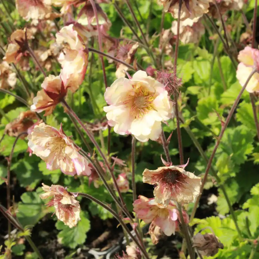 Perenn Omnia Garden Trädgårdsnejlikrot Geum Pretticoats Peach