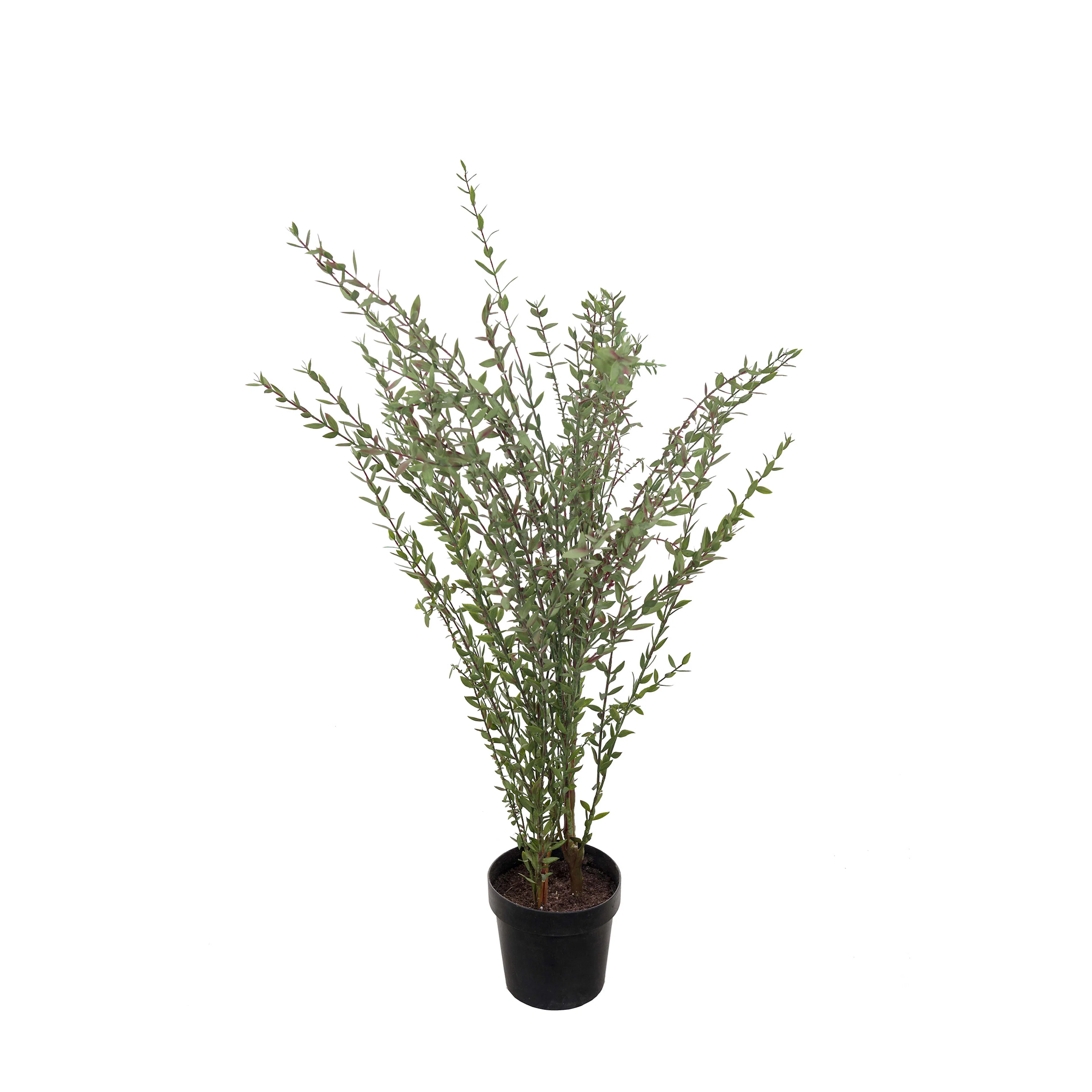 Konstväxt Mr Plant Eucalyptus 95-170