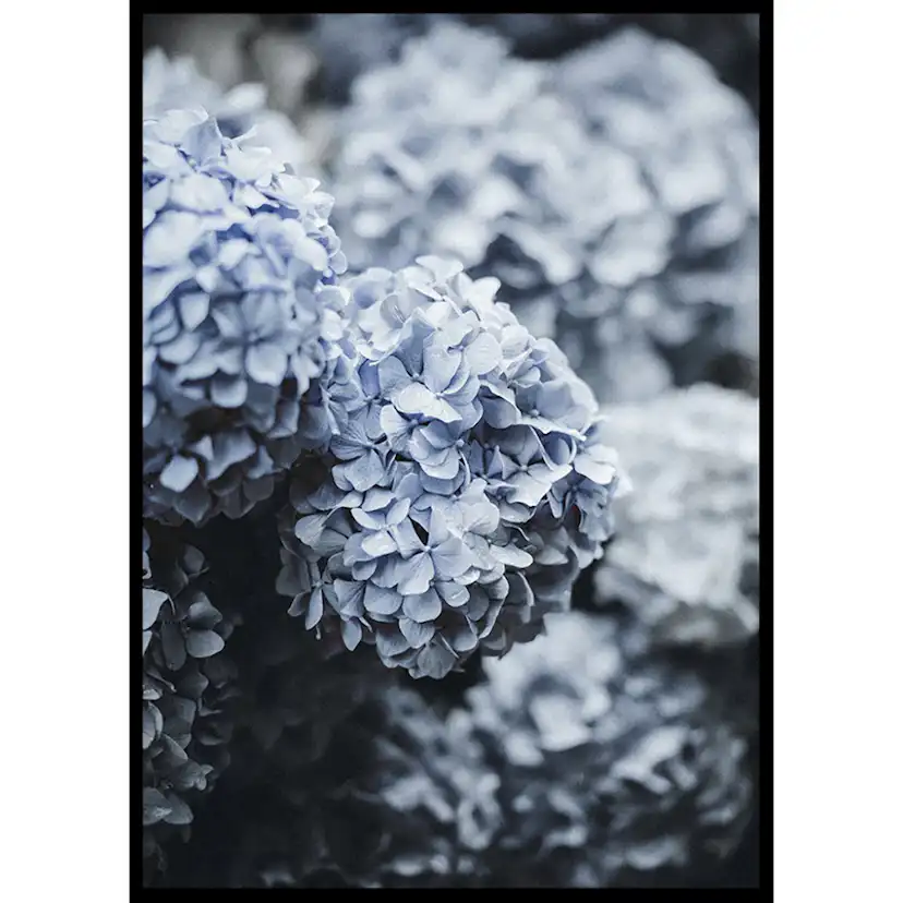 Poster Gallerix Blue Hydrangea