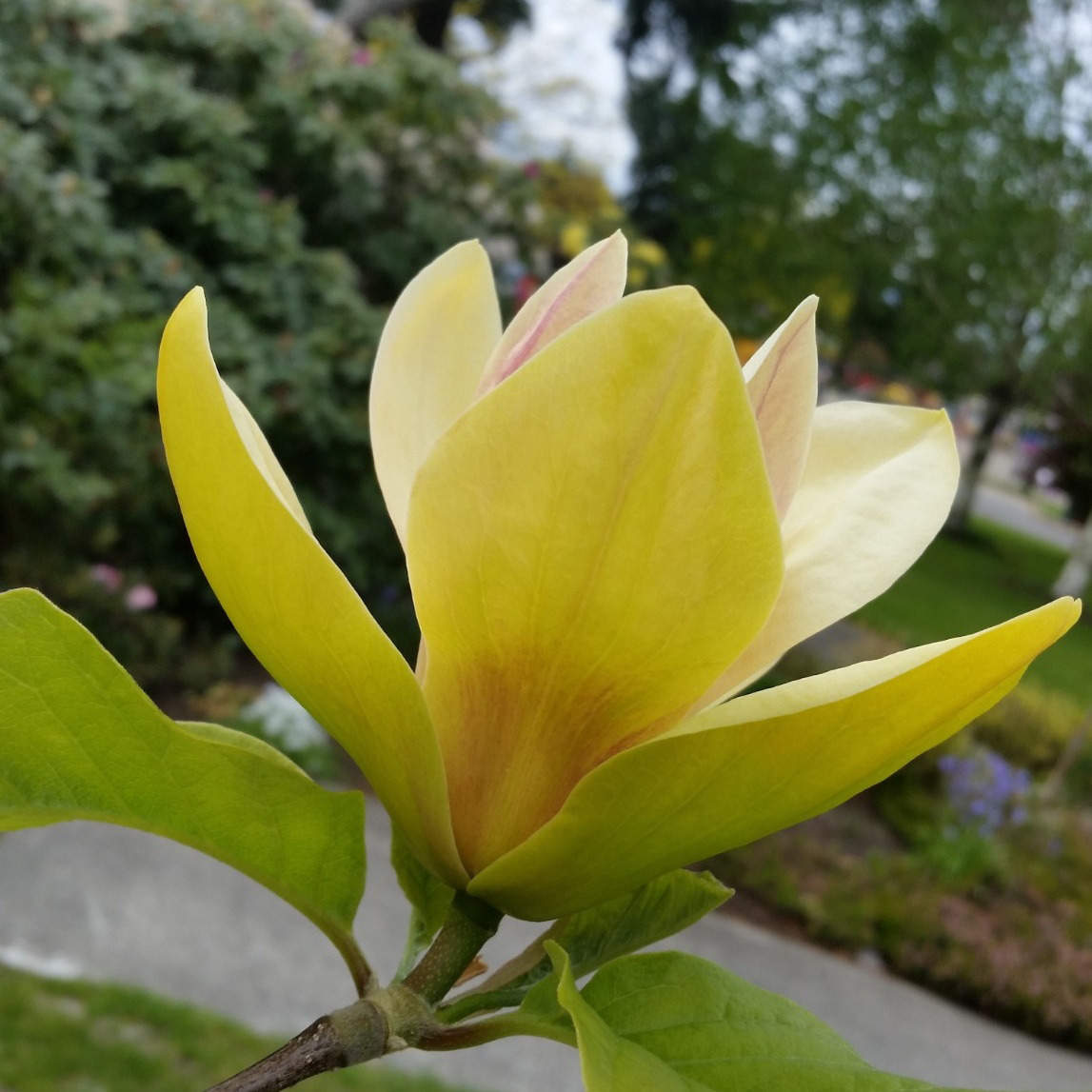 Prydnadsträd Omnia Garden Magnolia Sunsation 60-80 cm