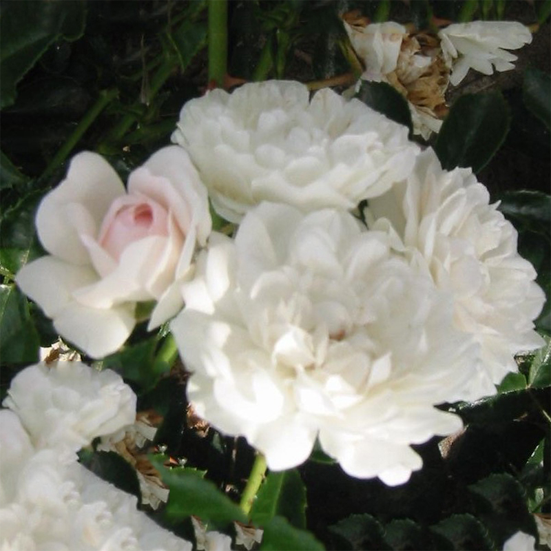 Marktäckande Ros Omnia Garden Sea Foam