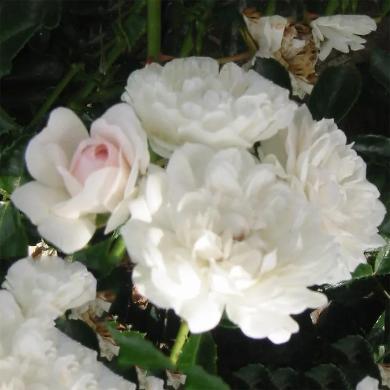 Marktäckande Ros Omnia Garden Sea Foam