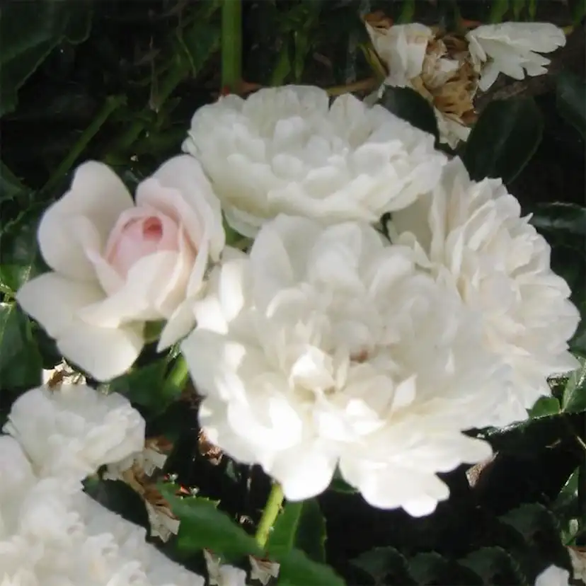Marktäckande Ros Omnia Garden Sea Foam
