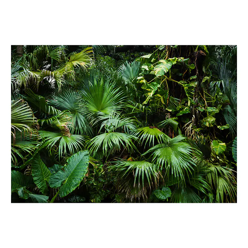 Fototapet Arkiio Sunny Jungle