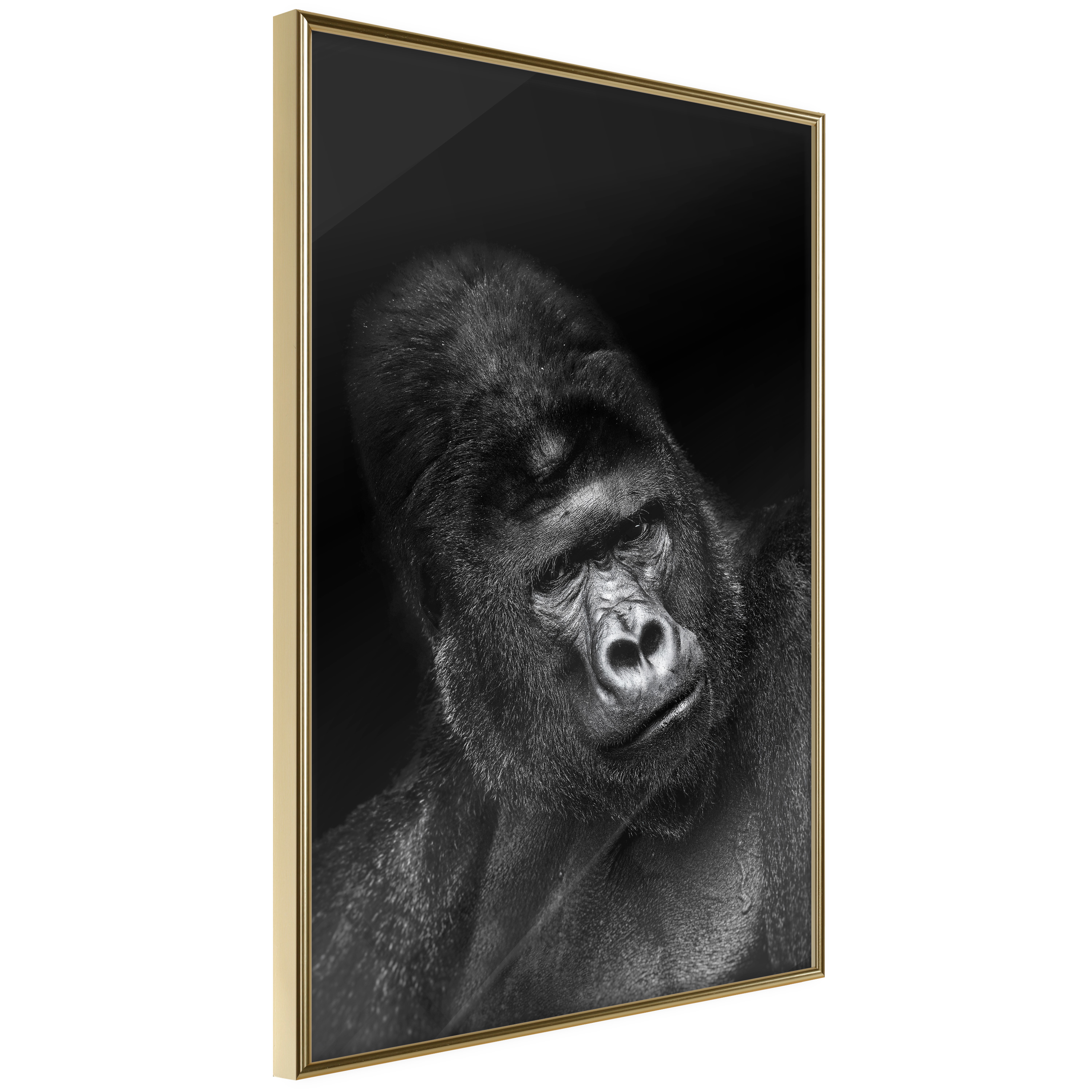 Affisch - Gorilla [Poster] 40x60 Guld ram, 40x60 cm