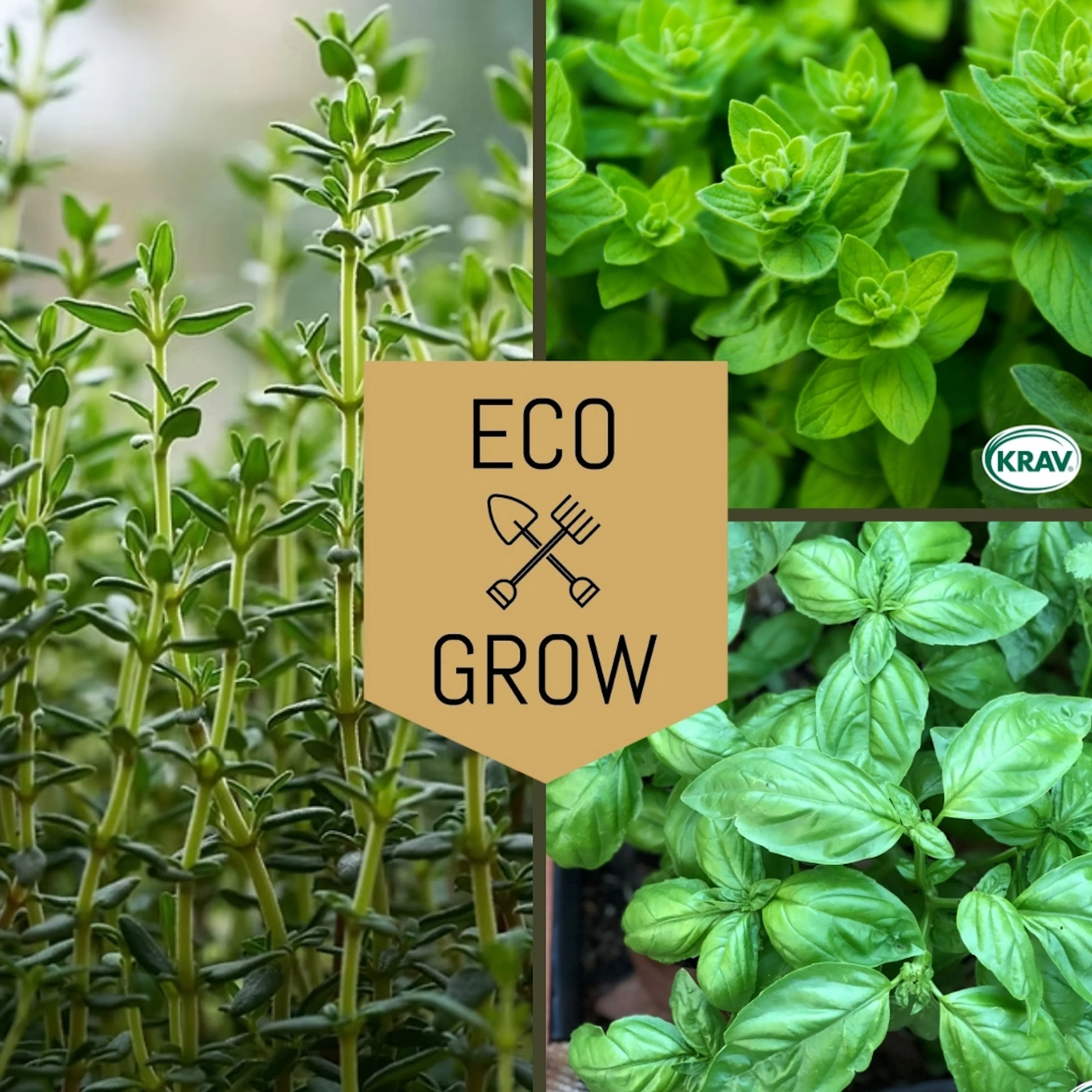 Kryddfröer & örter Eco Grow Medelhavets Smaker Kryddfröer & Örter 3-pack
