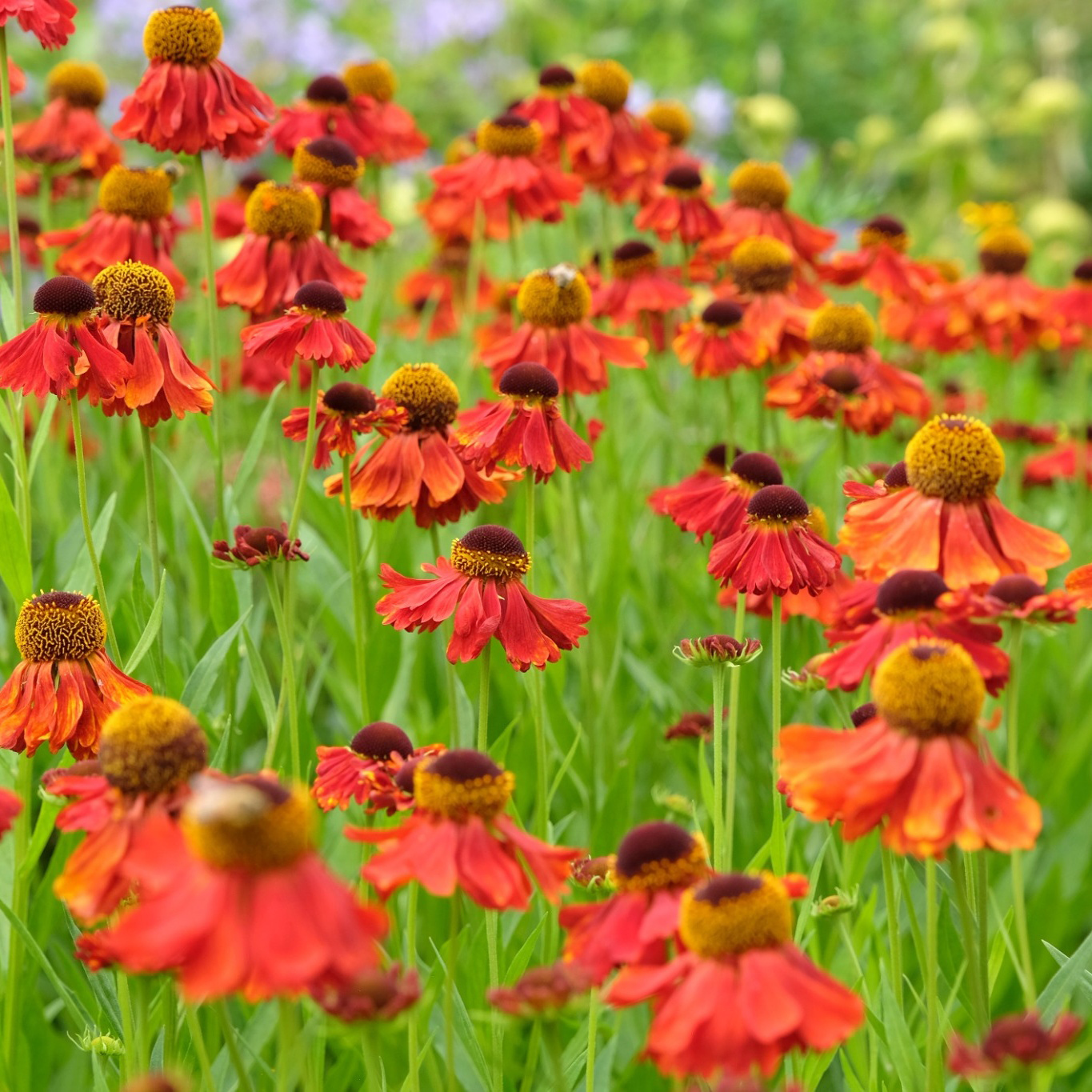 Perenn Omnia Garden Trädgårdssolbrud Helenium Autumnale Gr. Moerheim Beauty