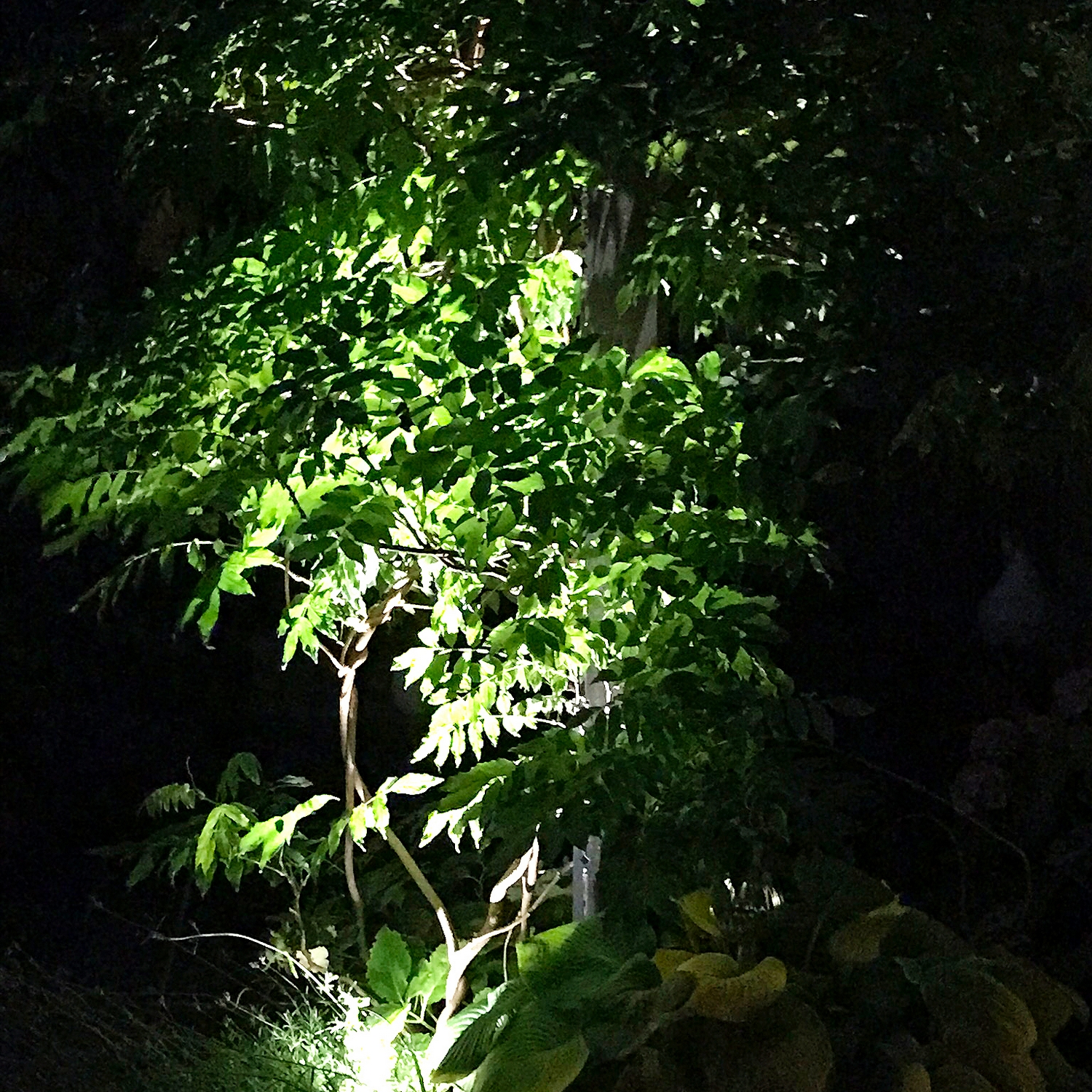 Markspot Lightson Optica