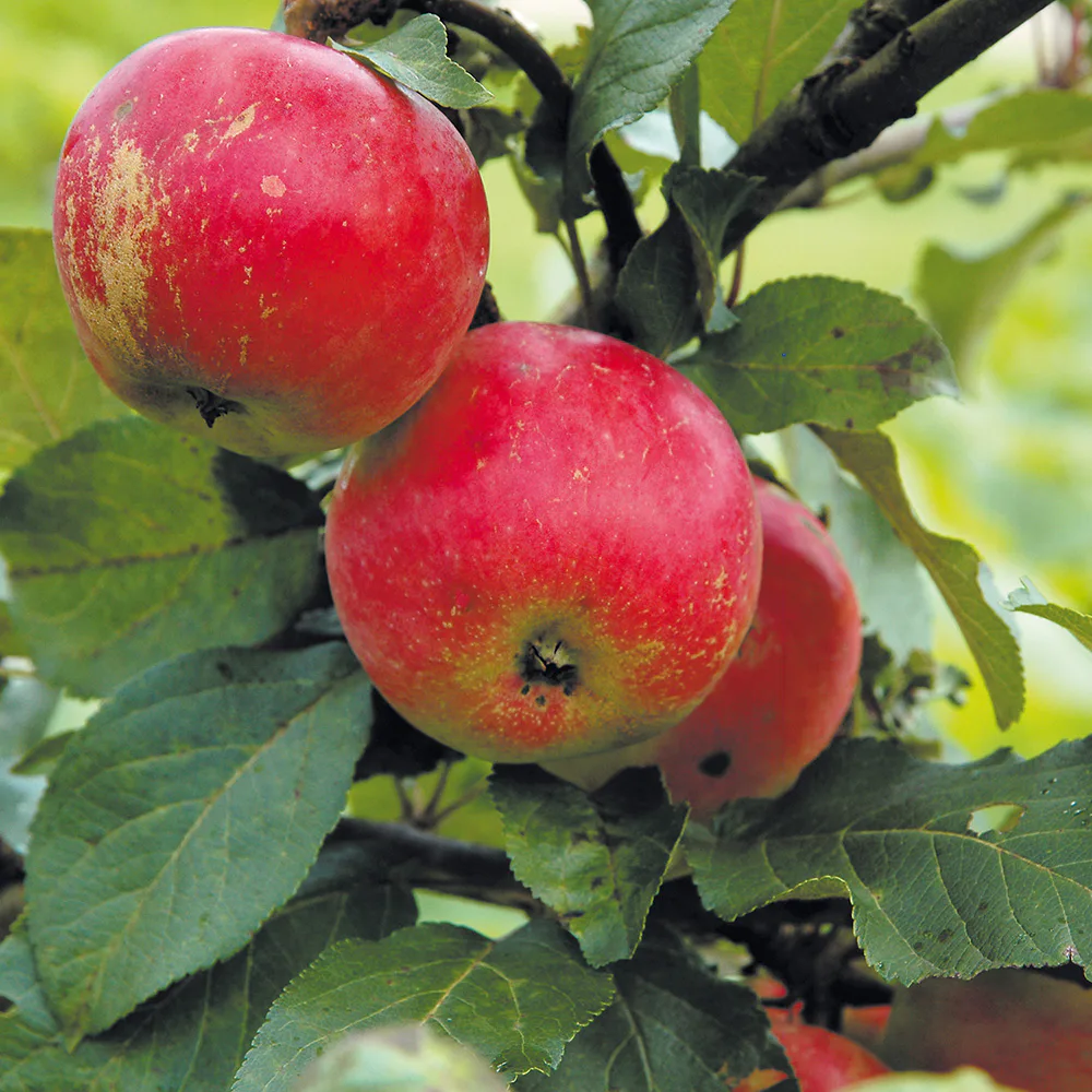 Äppelträd Omnia Garden Alice