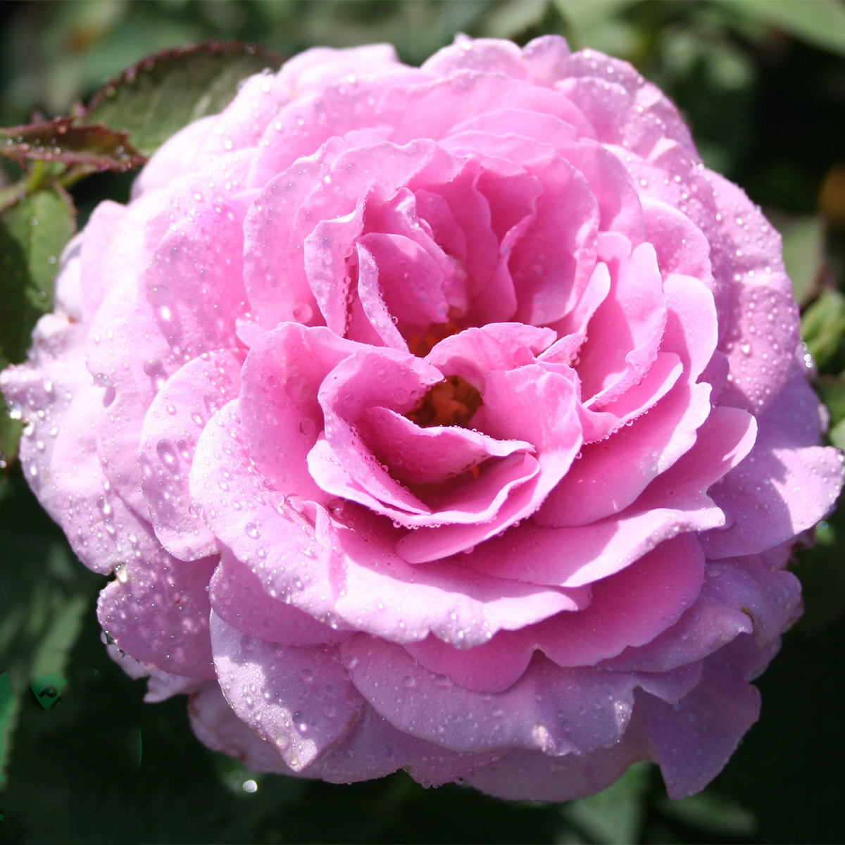 Flerblommig Rabattros Omnia Garden Lavender Ice