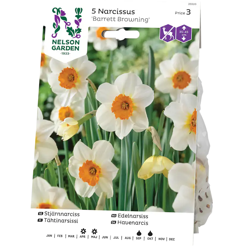 Stjärnnarciss Nelson Garden Barret Browning