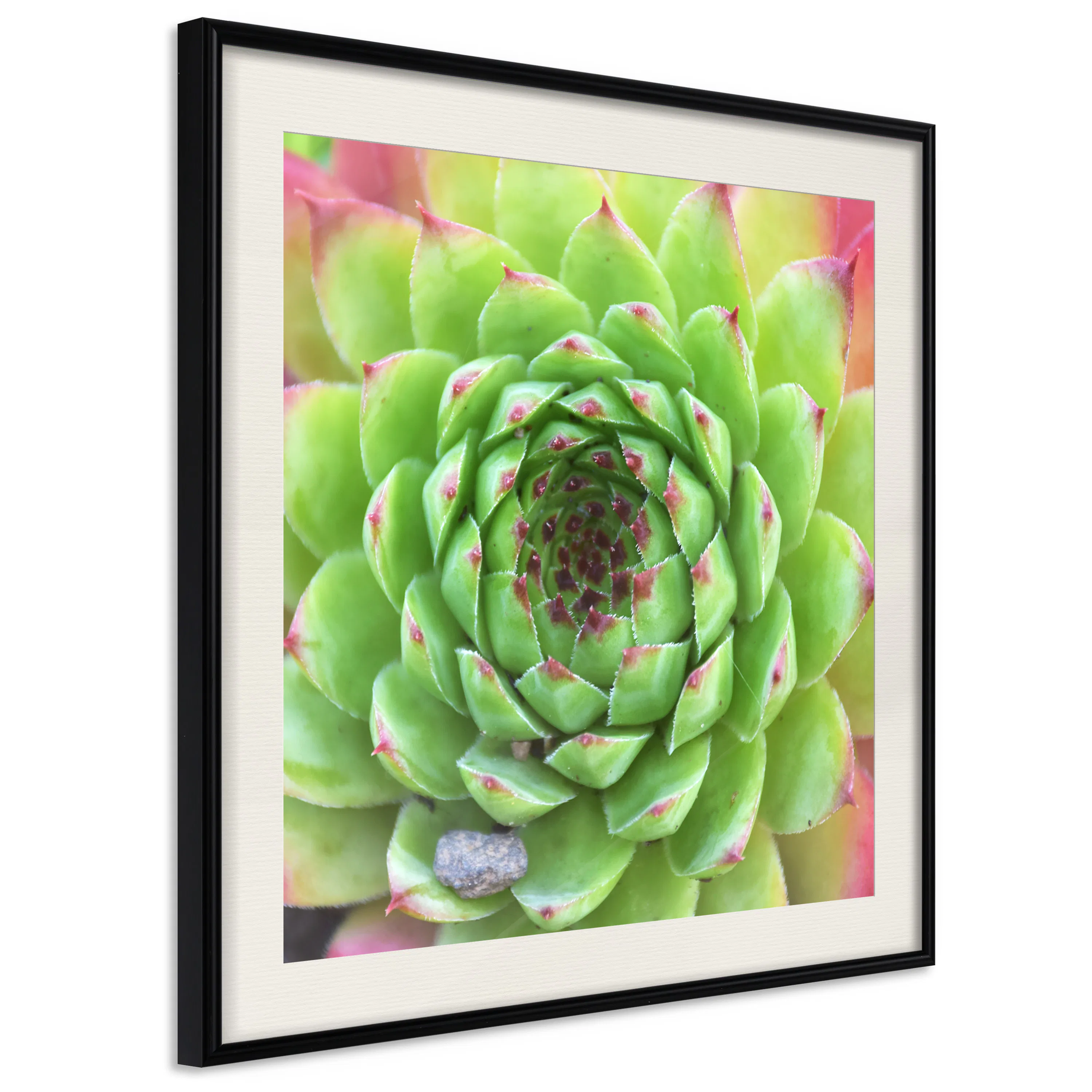 Poster Artgeist Affisch Succulent