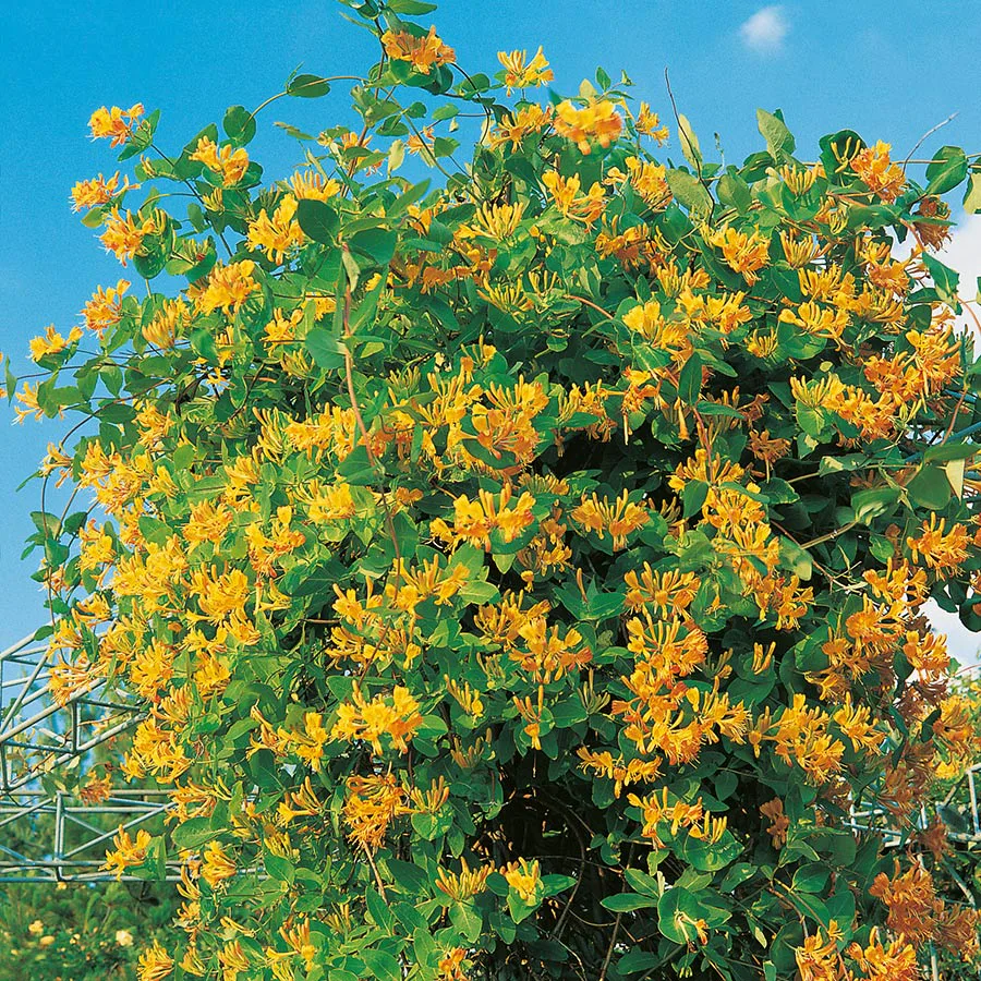 Klätterväxt Tellmanskaprifol Omnia Garden 40-60 cm