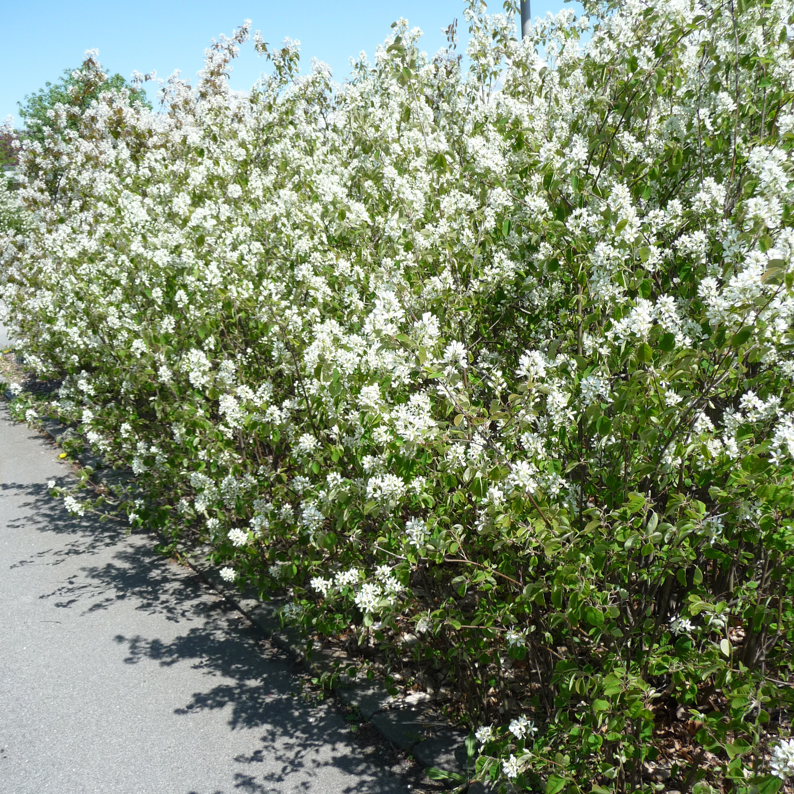 Planta Häggmispel Omnia Garden 20-40cm Krukodlade