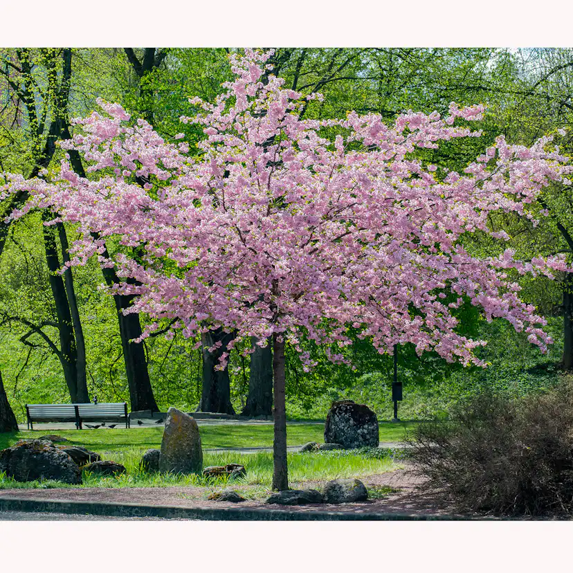 Prydnadsbuske Omnia Garden Solitär Bergkörsbär med Rosa Blomning & Grönt Lövverk, 150-200cm