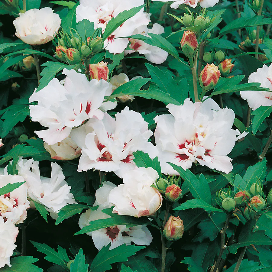 Prydnadsbuske Frilandshibiskus Omnia Garden Speciosus