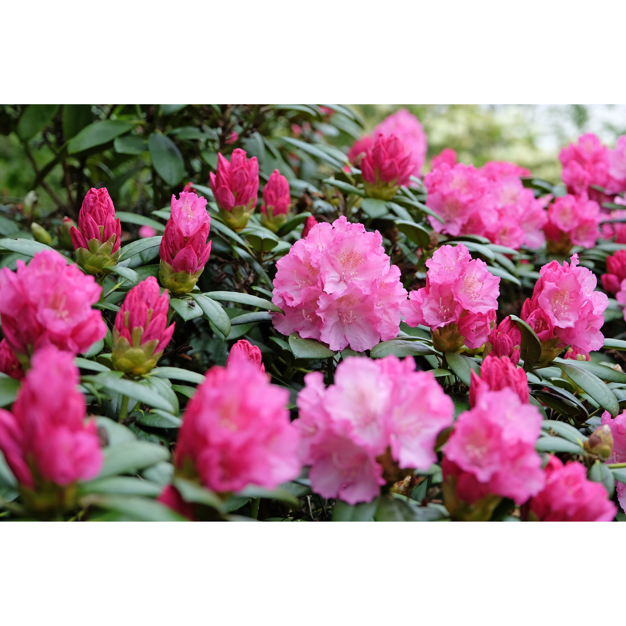 Rhododendron Omnia Garden Polaris 25-30 cm