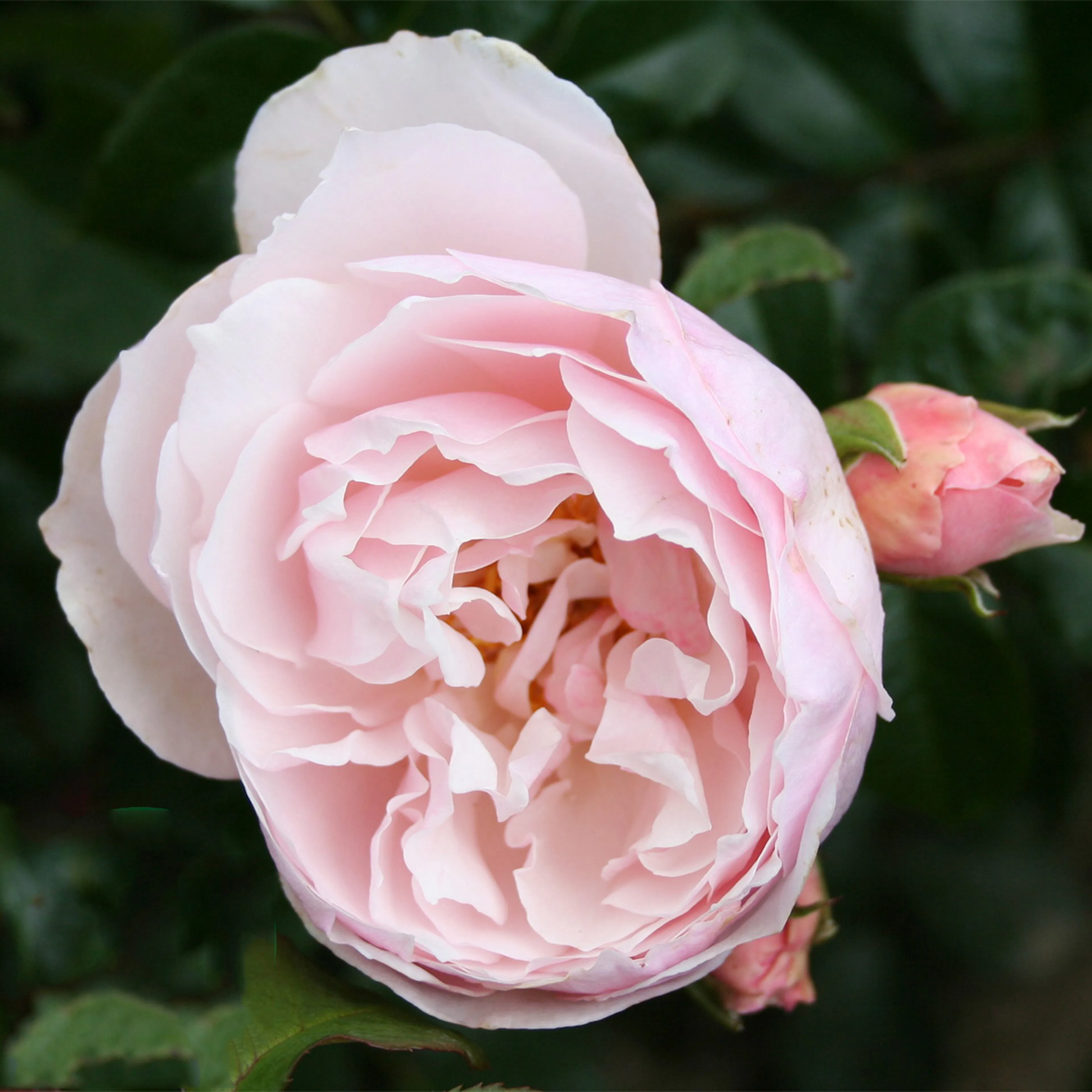 Rosa "Strawberry Hill", 1-pack 1-pack