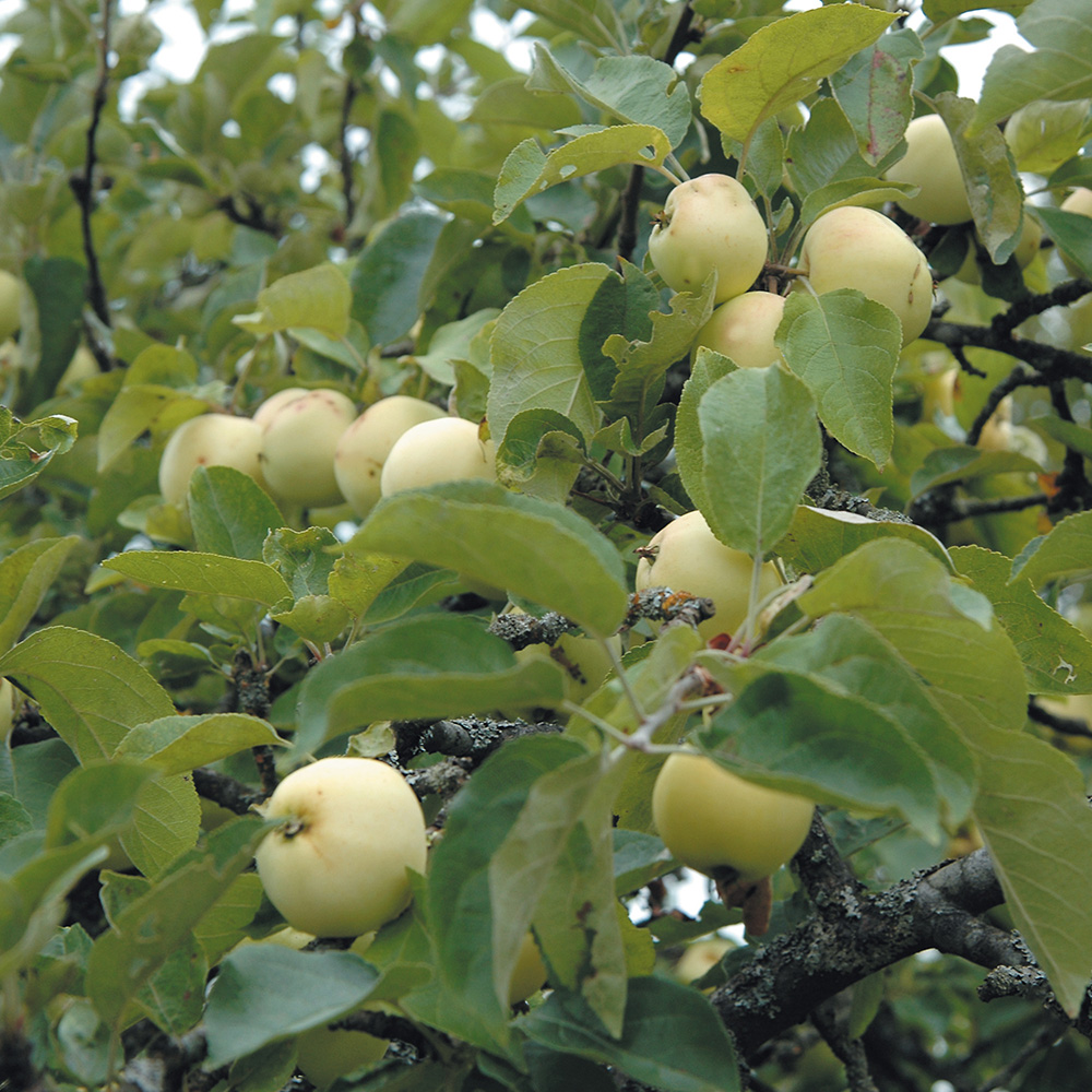 Äppelträd Omnia Garden Transparente Blanche