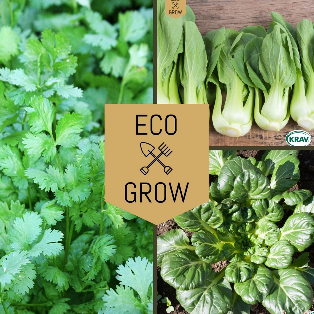 Grönsaksfröer Eco Grow Asiatiska Smaker Kit 3-pack