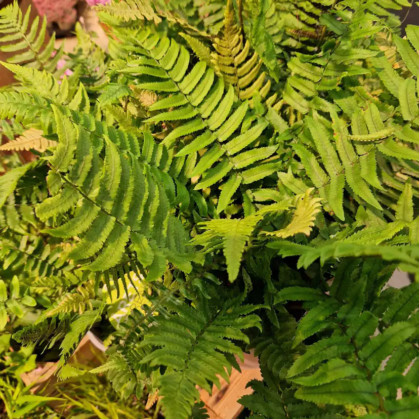 Perenn Omnia Garden Lurvbräken Dryopteris Cycadina 2L