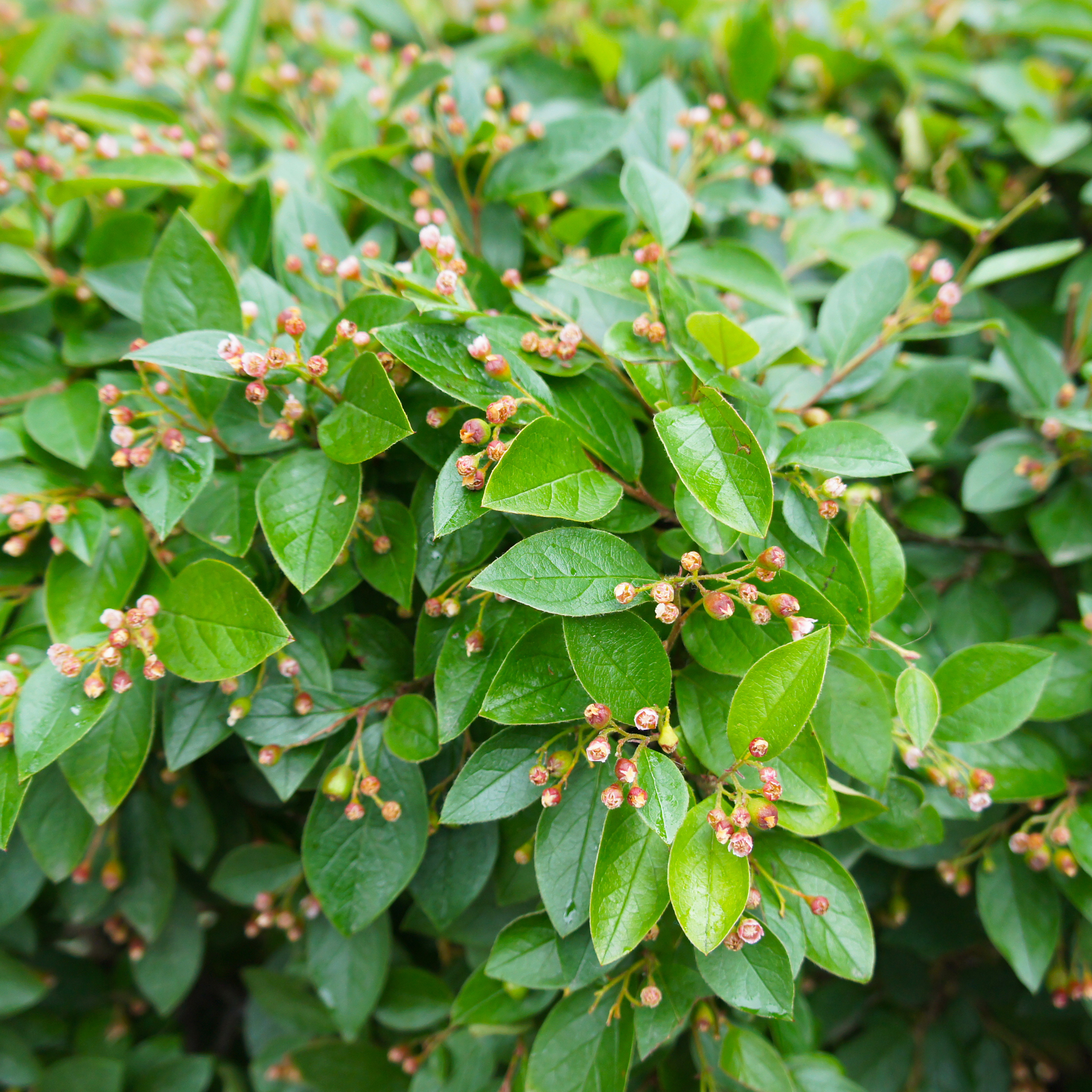 Planta Häckoxbär Omnia Garden Krukodlade