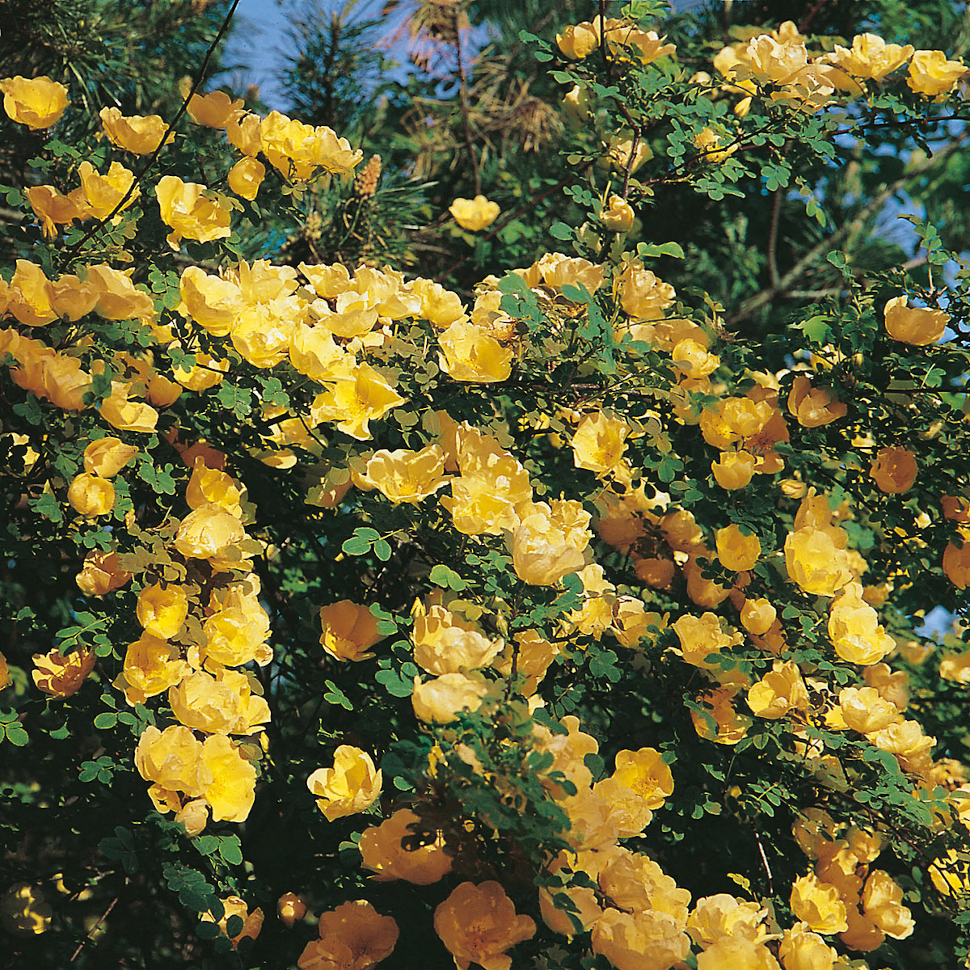 Rosa "Hugonis", 5-pack 5-pack