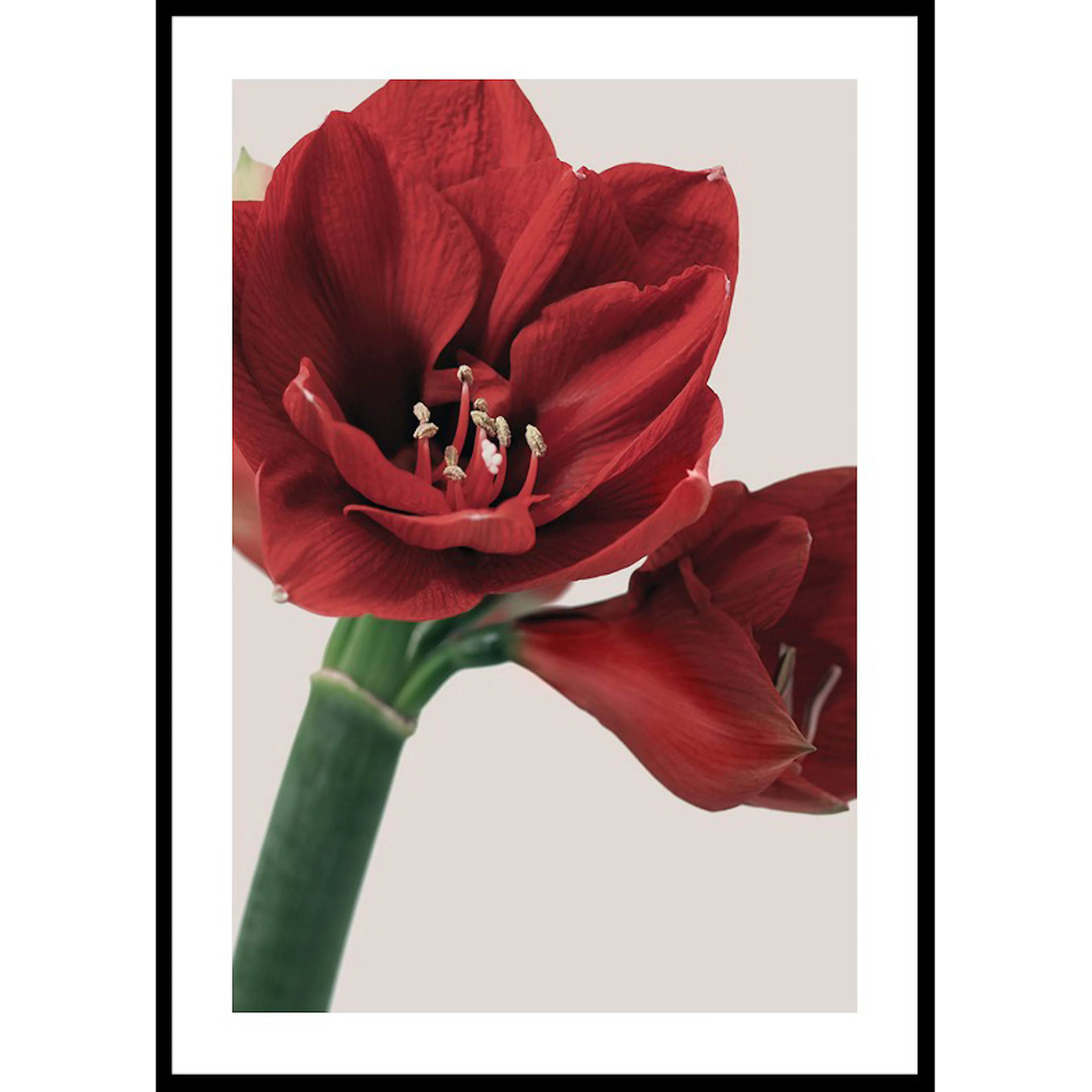 Red Amaryllis 30x40 30x40 cm