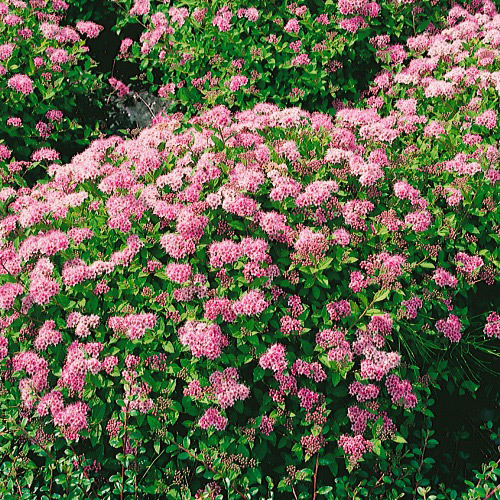 Planta Dvärgpraktspirea Omnia Garden 10-20cm, Krukodlade