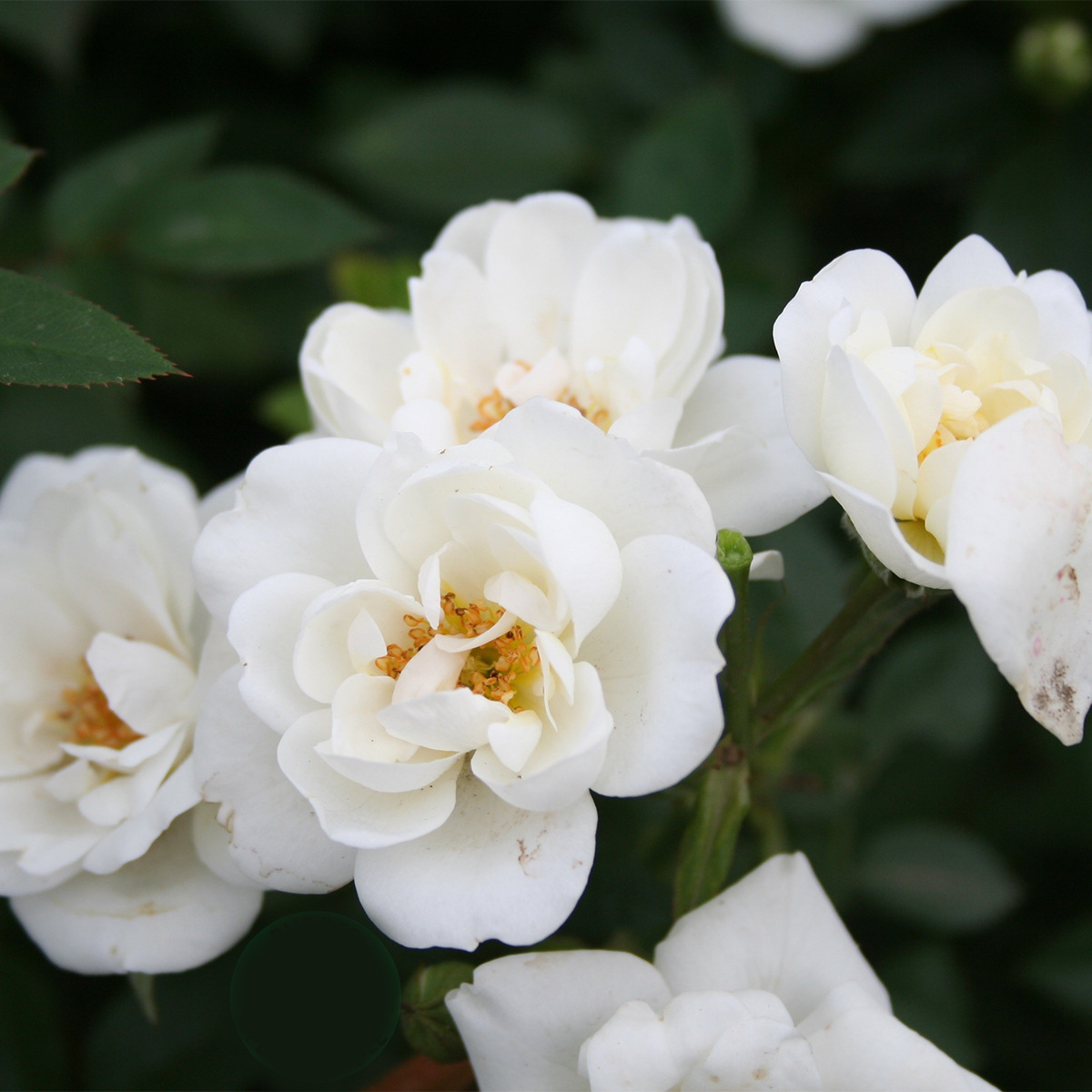 Marktäckande Buskros Omnia Garden White Cover