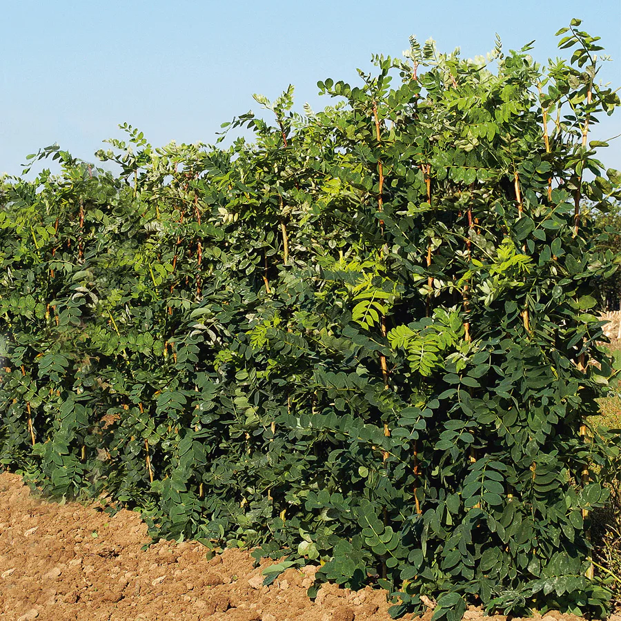 Häckkaragan Omnia Garden 40-65 cm