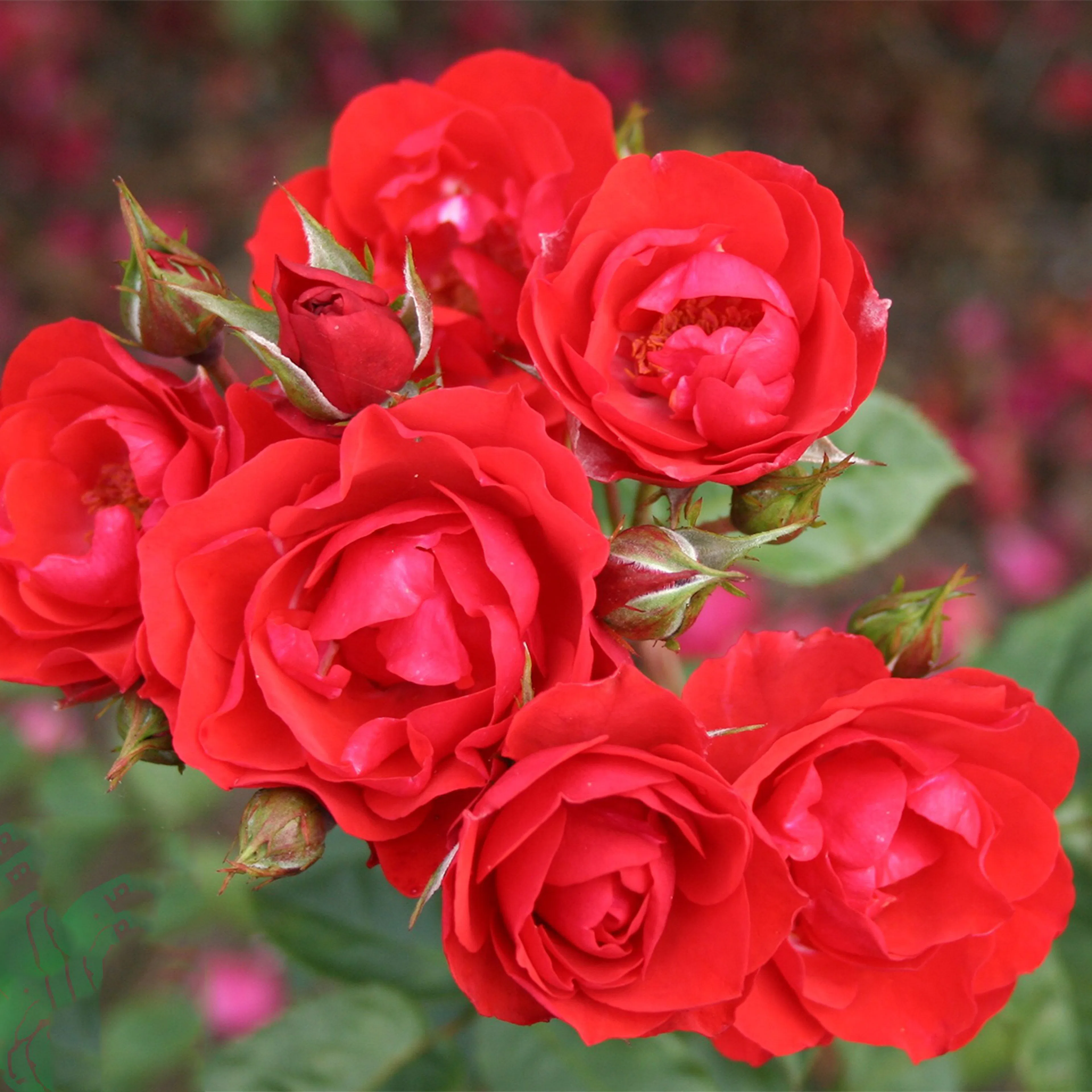 Rosa "Allotria", 1-pack 1-pack
