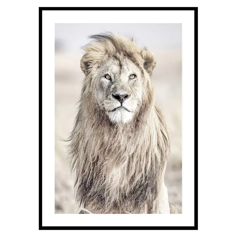 Poster Gallerix Majestic Lion Color