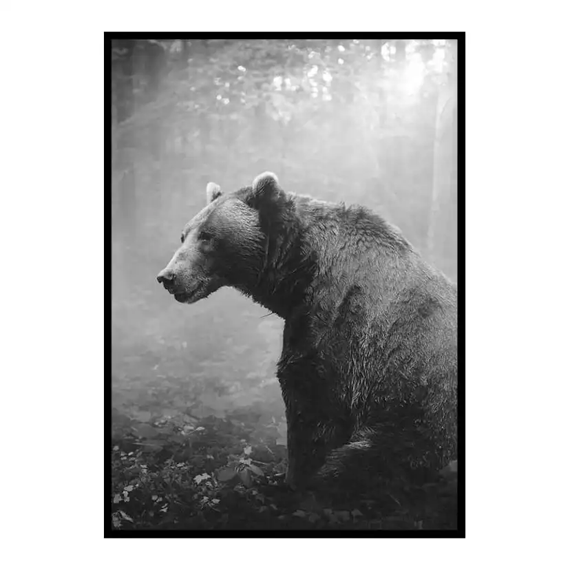 Grizzly Bear 50x70 cm