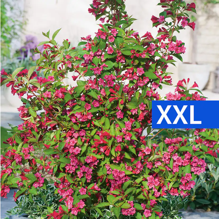 Prydnadsbuske Trädgårdsprakttry Omnia Garden 125-150cm