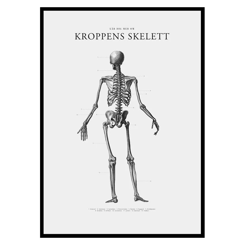 Poster Gallerix Kroppens Skelett