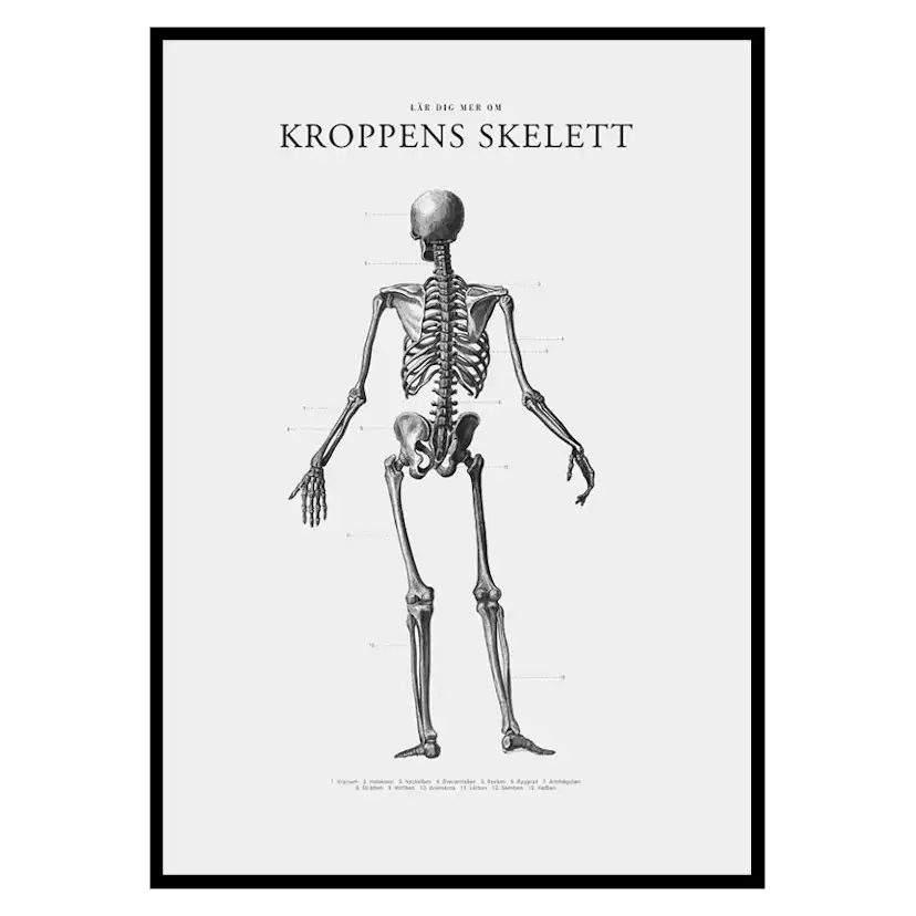 Poster Gallerix Kroppens Skelett