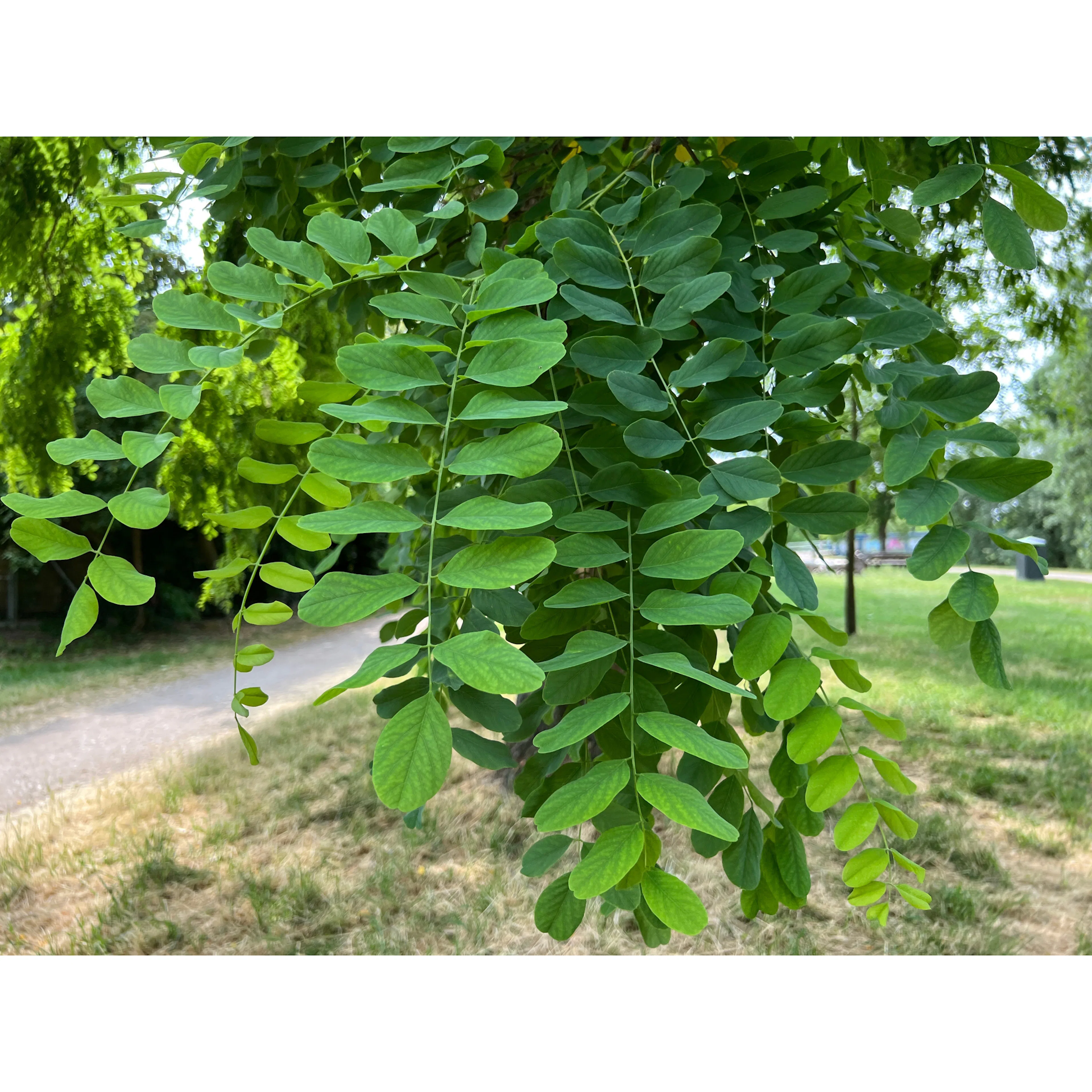 Robinia pseudoacacia 'Umbraculifera', högstam st.omf. 10-12c 10-12 cm