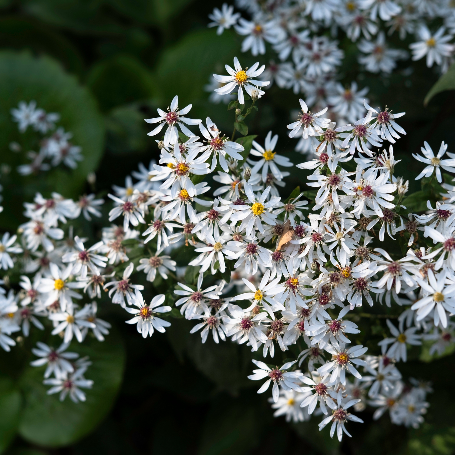 Planta Skogsaster Omnia Garden Vit
